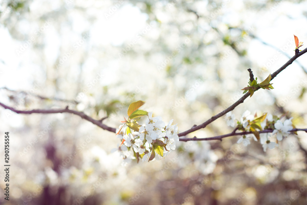 White apple flowers against a blurred background White apple flowers against a blurred background