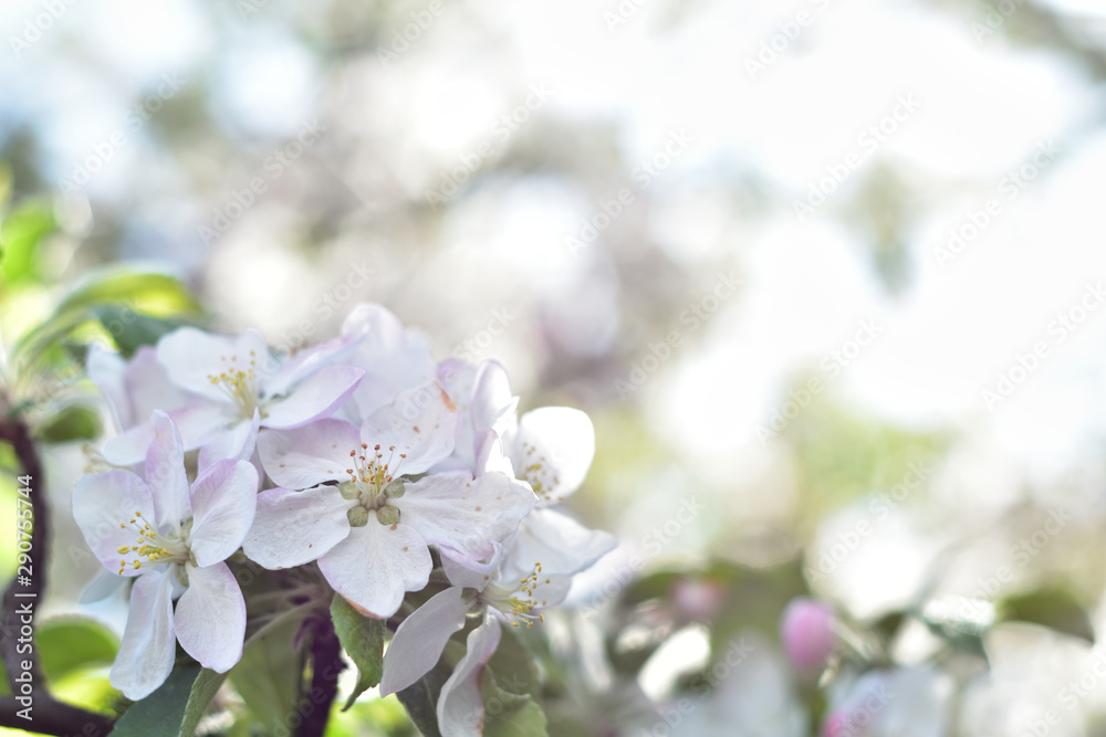 White apple flowers against a blurred background White apple flowers against a blurred background