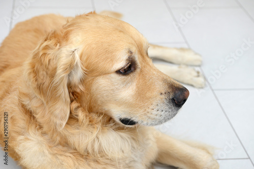 dog golden retriever lying and looking