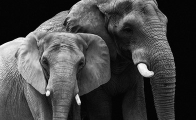 Papier peint photo Éléphant Couple d'éléphants dans la savane  © ontronix