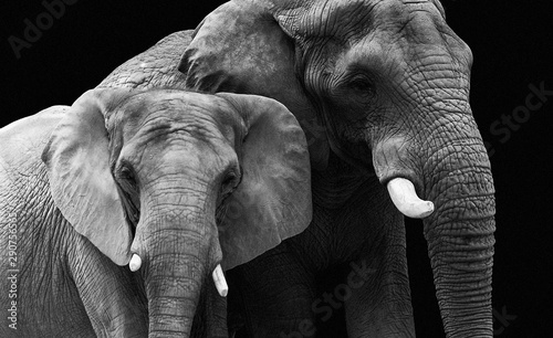 Photography elephant couple