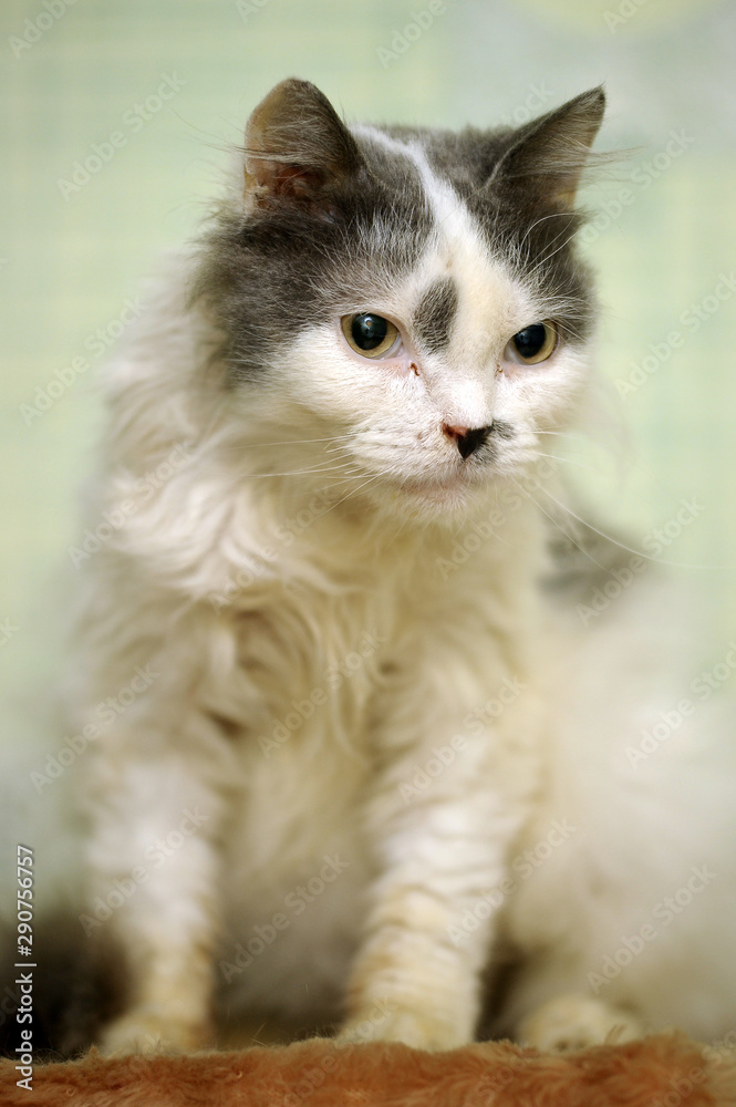 old white with gray cat