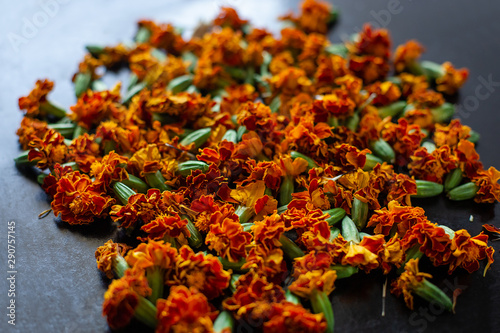 Processing of dried flowers marigolds. Dried Chernobriv inflorescences for tea and cooking oil. photo