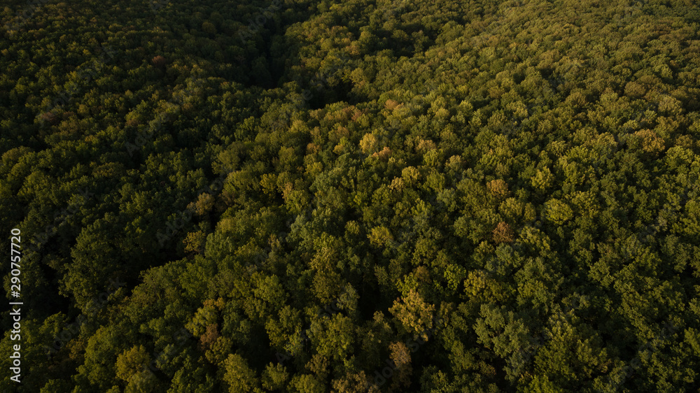 Green forest and many trees from a height. Green forest and many trees from a height.