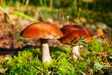 Two beautiful edible mushrooms on green moss background grow in pine forest close up, boletus edulis, brown cap boletus, penny bun, cep, porcino or porcini, white fungus in autumnal pinewood, macro