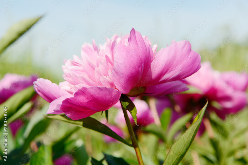 Pink double flowered Peonies in the nature