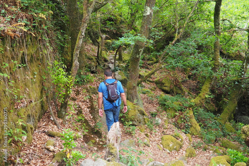 Obraz premium Una persona vestida de azul y con mochila haciendo senderismo por el bosque medieval por el rio ulla, Madara, galicia, españa 