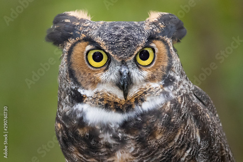 Great Horned Owl © mattcuda