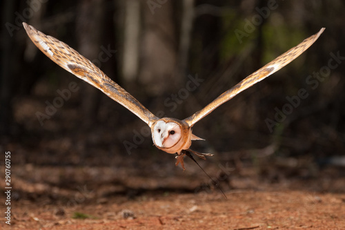 Barn Owl