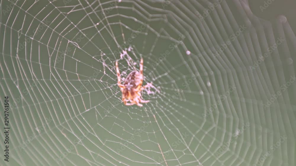 An orb-weaving spider sitting in the centre of its web, shaken by blasts of wind. Close-up macro shot.