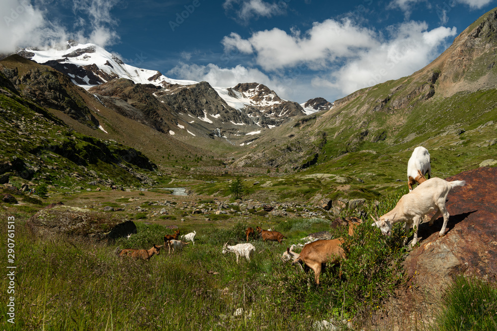 Goats int Martell valley in South Tyrol on a sunny day in summer