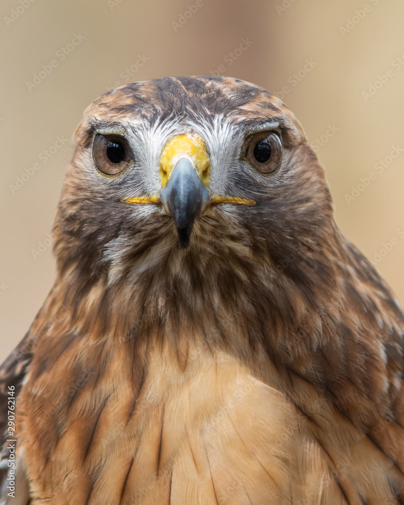 Red-tailed Hawk Red-tailed Hawk