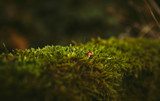 ladybug on moss