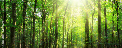 Sunlight in the green forest. Summer background.