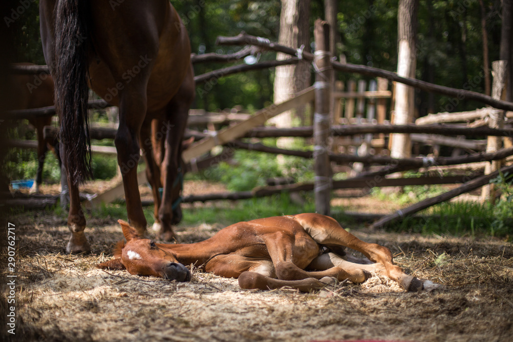 Obraz premium Mare with foal