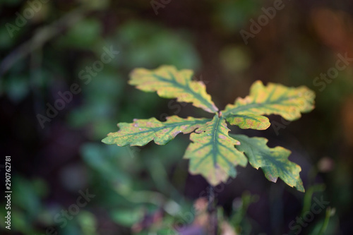 Close up of oak leaf