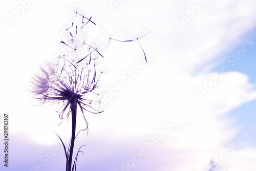 A huge fluffy dandelion flower with flying fluffs against the sky. The silhouette of the fluff of a flower close-up. art photo.