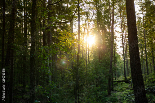 Early morning Forest