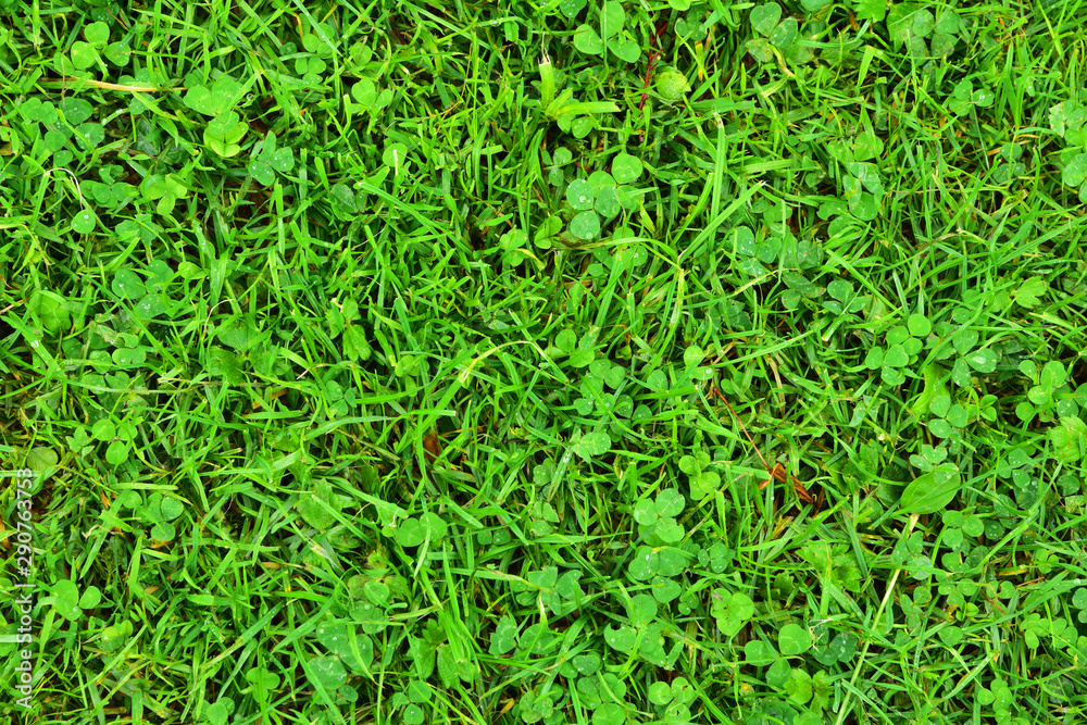 Field of lush green grass. Texture. Background.