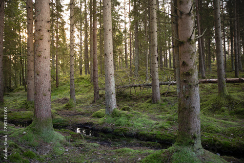 Wallpaper Mural Early morning Forest Torontodigital.ca