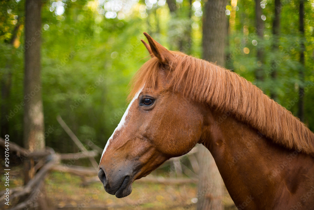 Fototapeta premium portrait of a red horse