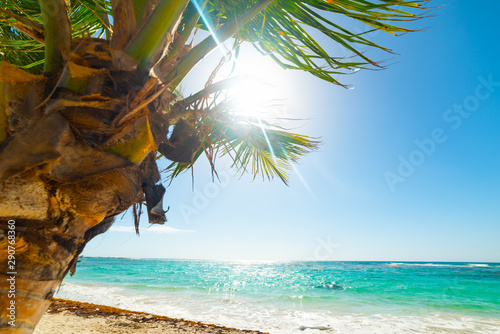 Palm tree and clear water in Raisins Clairs beach