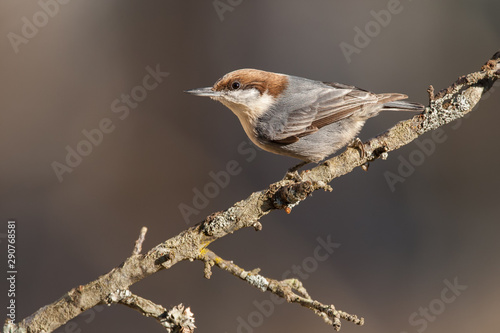 Brown-headed Nuthatch photo