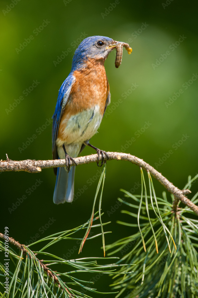 Eastern Bluebird