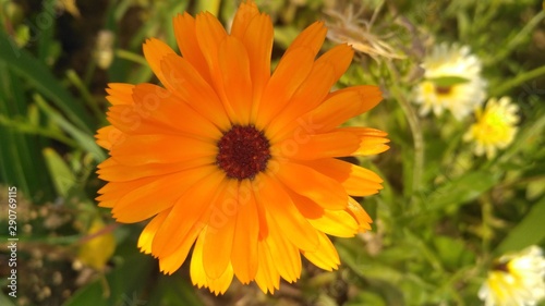 yellow flowers in the garden