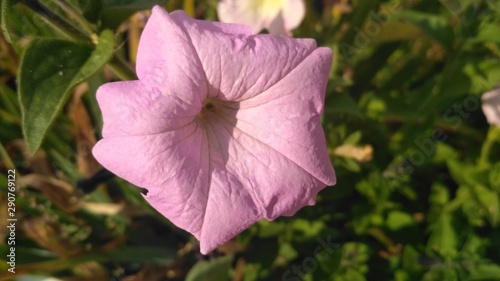 pink flower in the garden