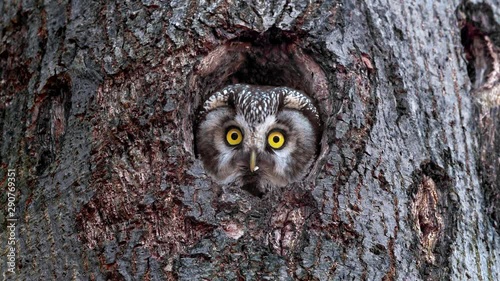 Boreal owl (Aegolius funereus) looking out of nest hole