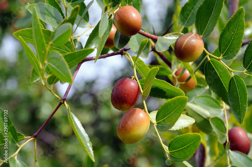 jujube fruits on a tree on a background of green leaves photo