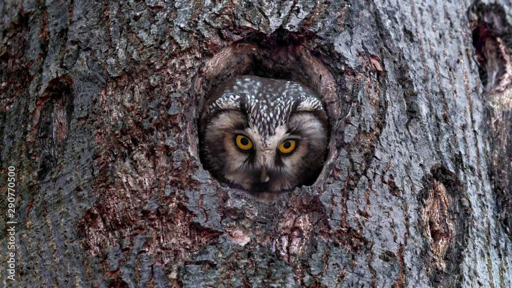 Boreal owl (Aegolius funereus) looking out of nest hole Boreal owl (Aegolius funereus) looking out of nest hole