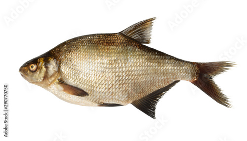 River bream fish photo