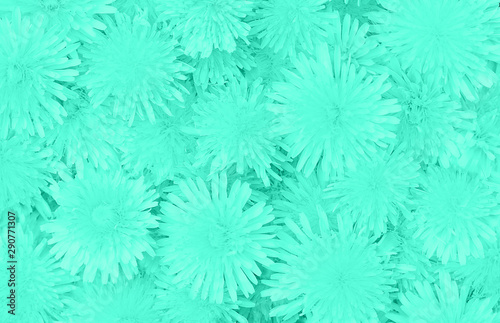 Dandelions floral background in trendy mint. Close-up. Top view.