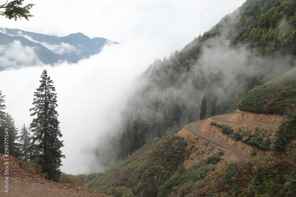 Misty beech forest on the mountain slope in a nature reserve.Artvin /Turkey Misty beech forest on the mountain slope in a nature reserve.Artvin /Turkey