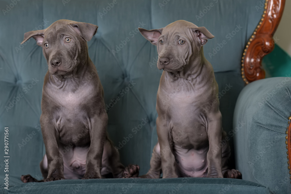 Obraz premium thai ridgeback two puppies