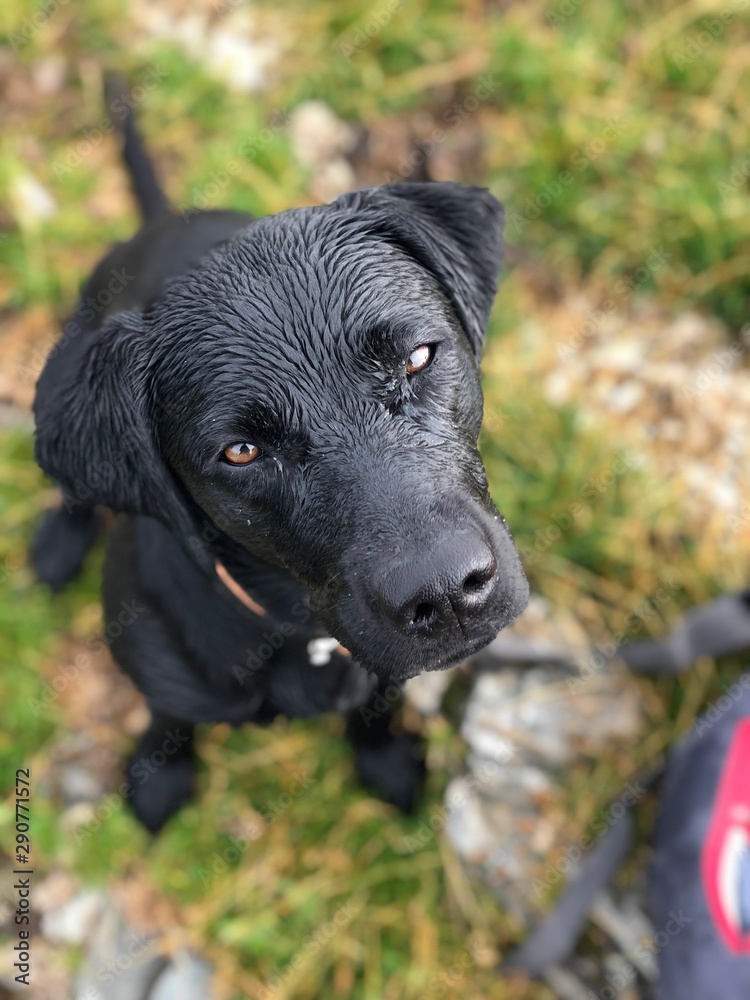 Labrador Labrador