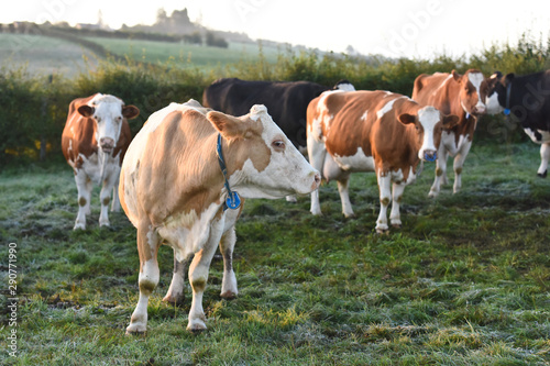 vache viande lait betail agriculture bovin champs environnement bio © JeanLuc