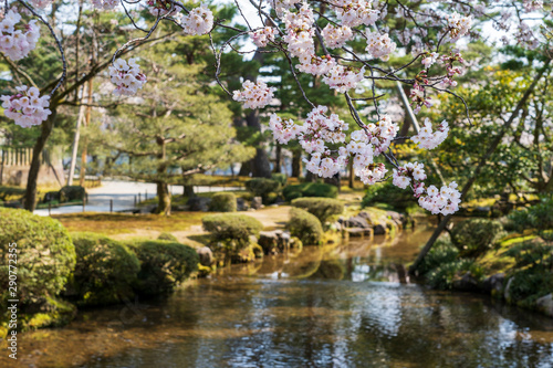 金沢の春　兼六園でお花見 © Nature K Photostudio