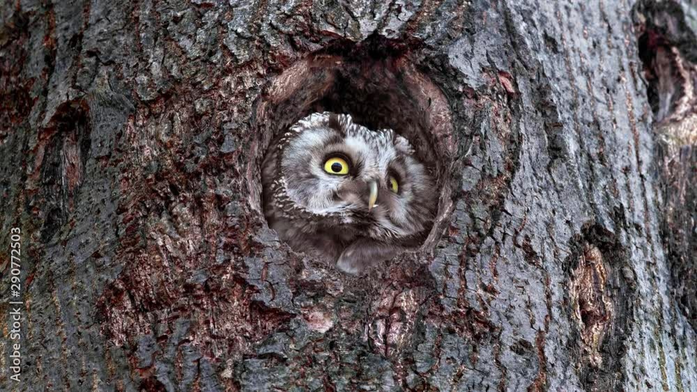Boreal owl (Aegolius funereus) looking out of nest hole Boreal owl (Aegolius funereus) looking out of nest hole