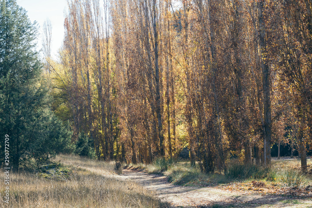 Forest with yellow and green trees Forest with yellow and green trees
