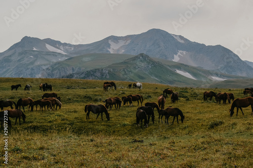 herd of horses in the mountains