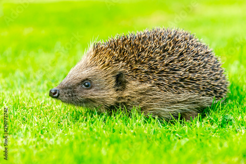 Hedgehog. Simple image of a single hedgehog facing left on green grass lawn.