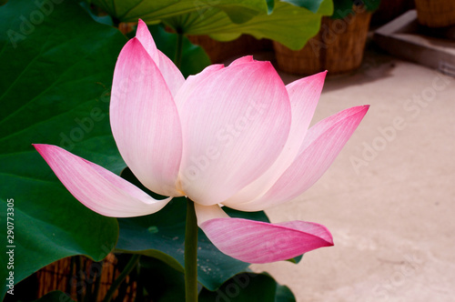 Pink lotus flower in summer