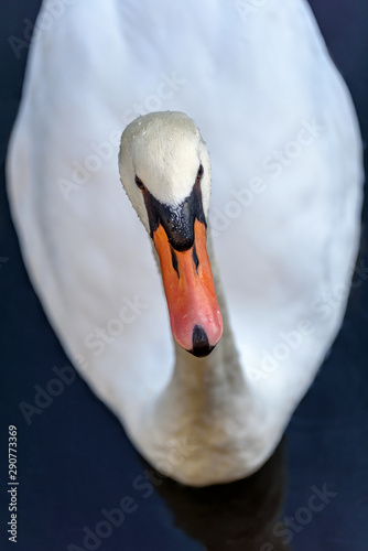 Close up portrait of a Swan in the water.