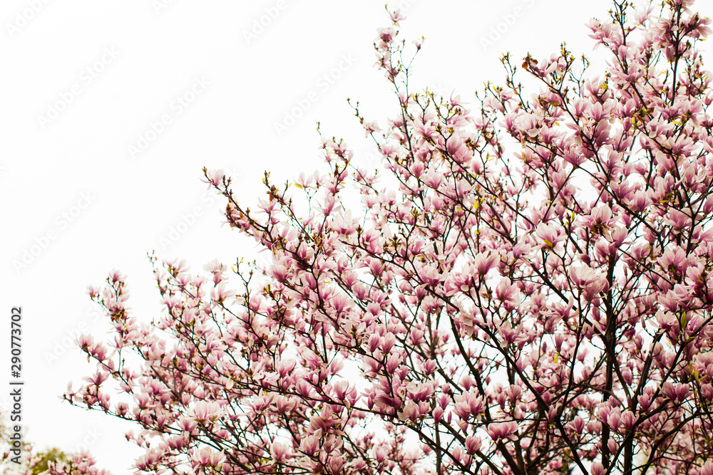 Flowering Magnolia liliflora in the city park Flowering Magnolia liliflora in the city park