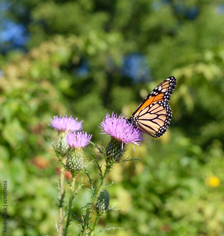 Naklejka premium A beautiful butterfly on the wildflower in the field.