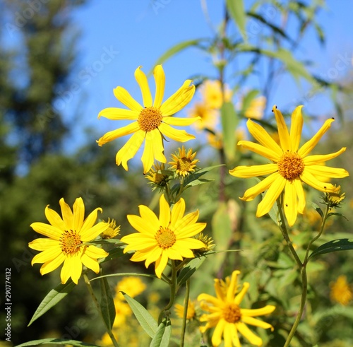 A close view of the bright yellow wildflowers in the field.
