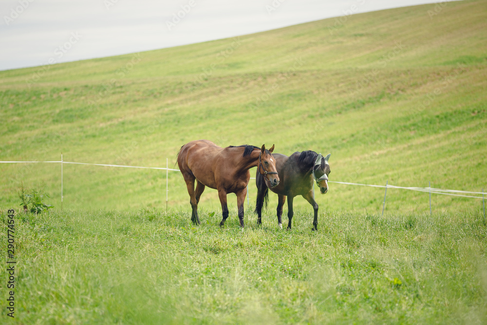 two mare horses walking in green field along electric fence